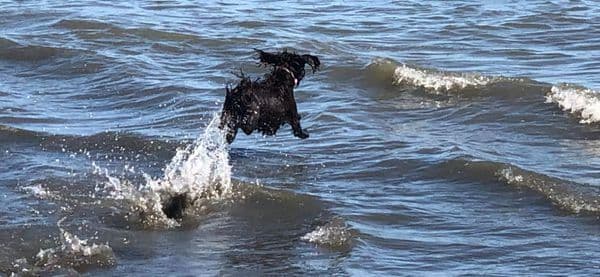 Championship bred Boykin Spaniel Puppies breeder image 4