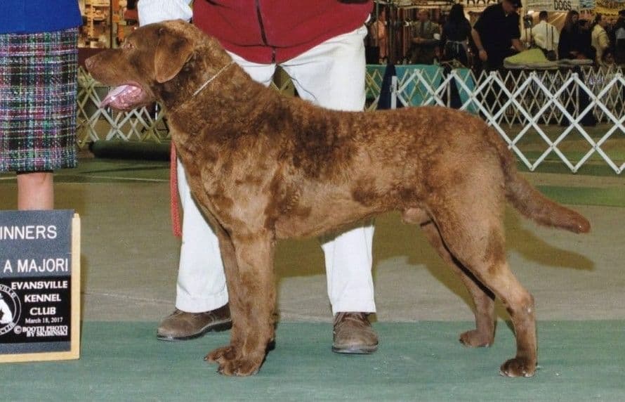 Chesapeake Bay Retriever Puppies breeder image 3