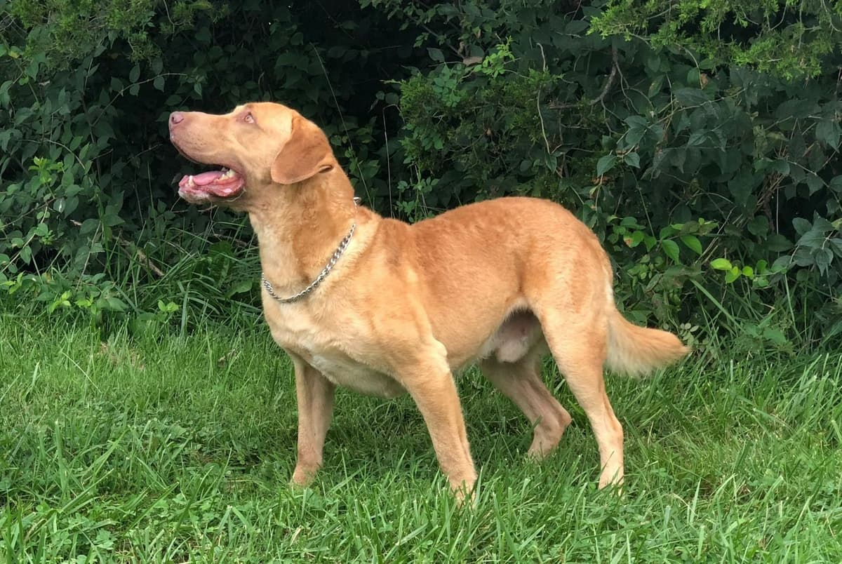 Chesapeake Bay Retriever Puppies breeder image 1