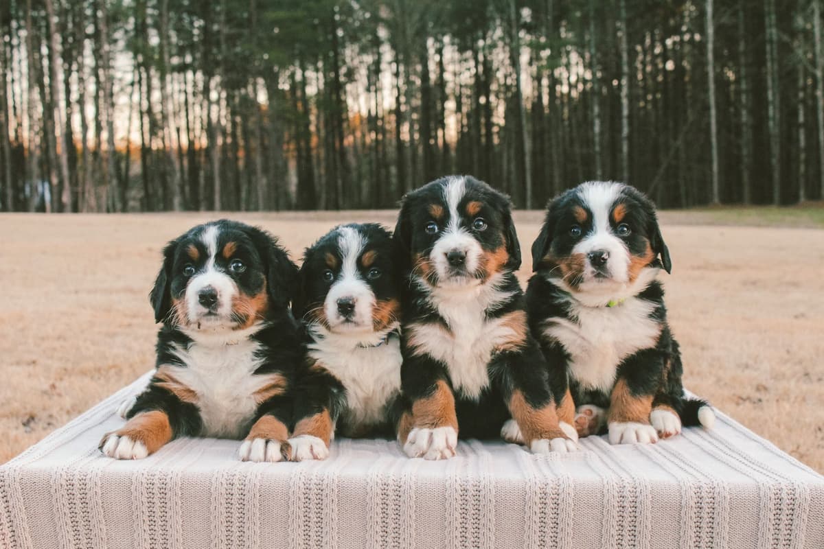 Bernese Mountain Dog Puppies breeder image 1