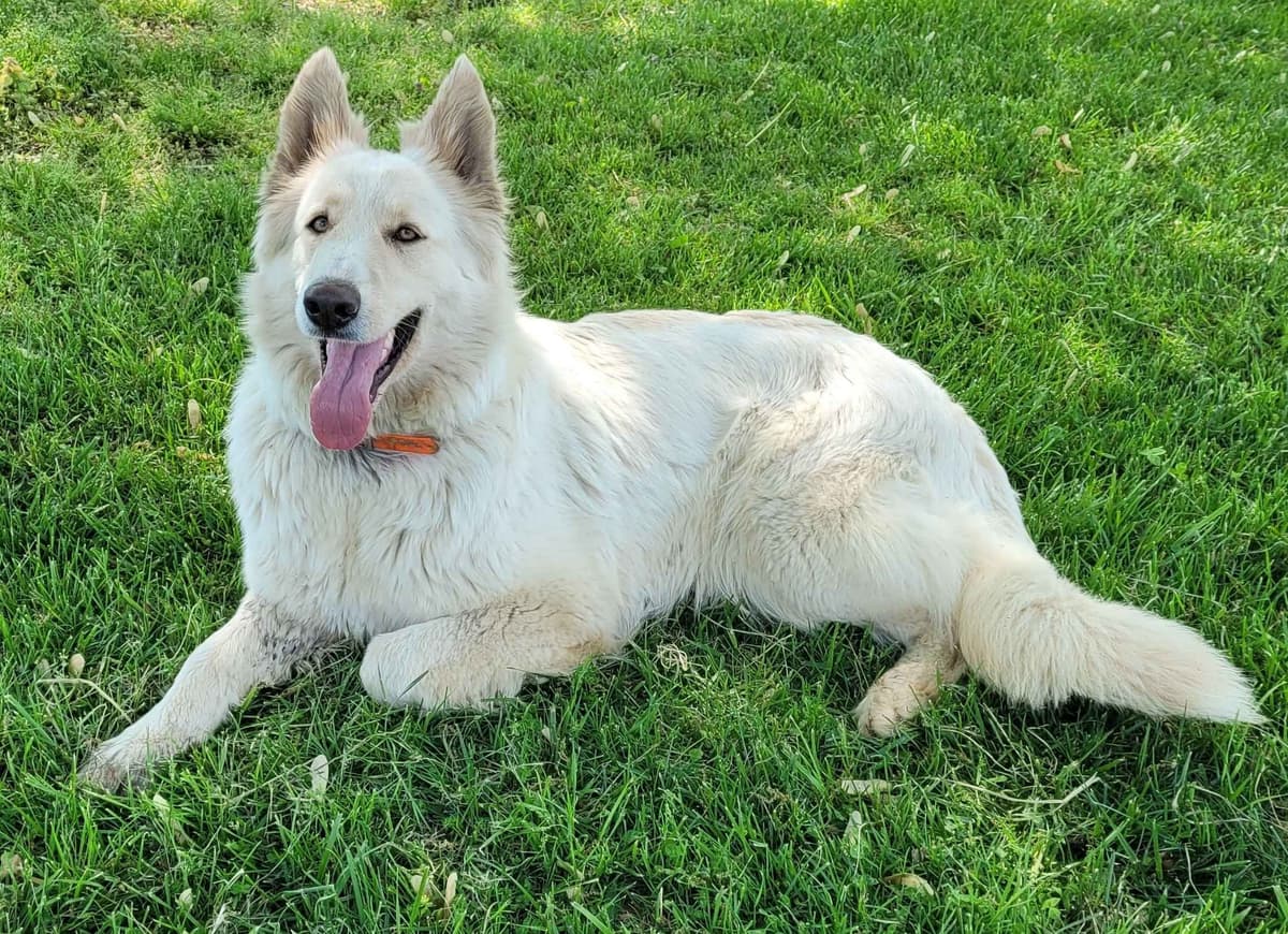 German Shepherd Dog Puppies breeder image 8