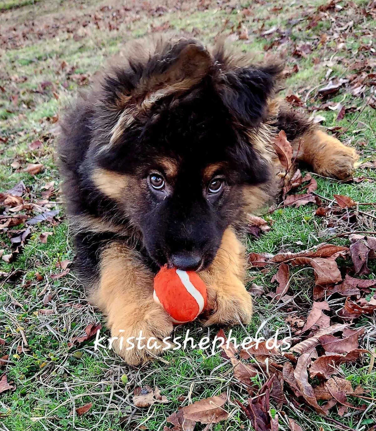German Shepherd Dog Puppies breeder image 21