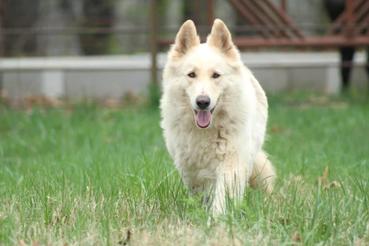 German Shepherd Dog Puppies breeder image 3