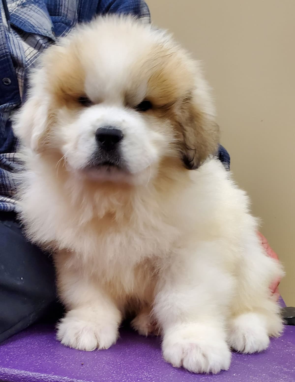 Great Pyrenees Puppies breeder image 6