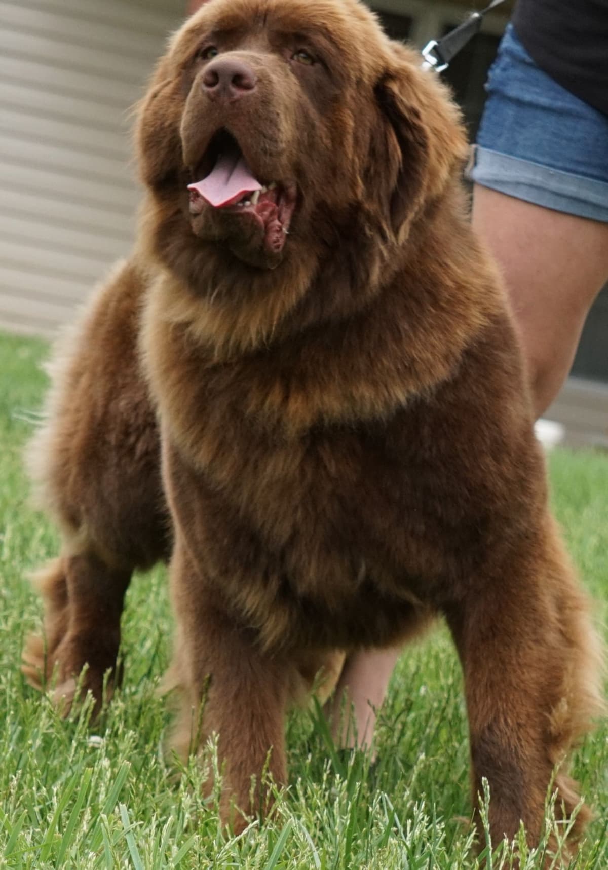 Great Pyrenees Puppies breeder image 9