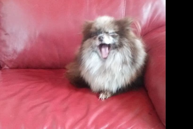 Pomeranian Puppies breeder image 5