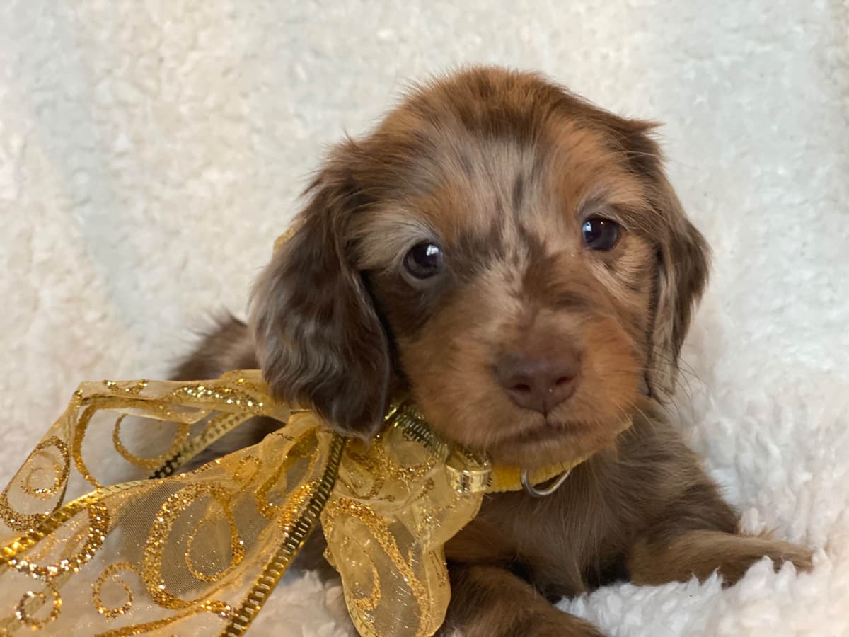Dachshund Puppies breeder image 11