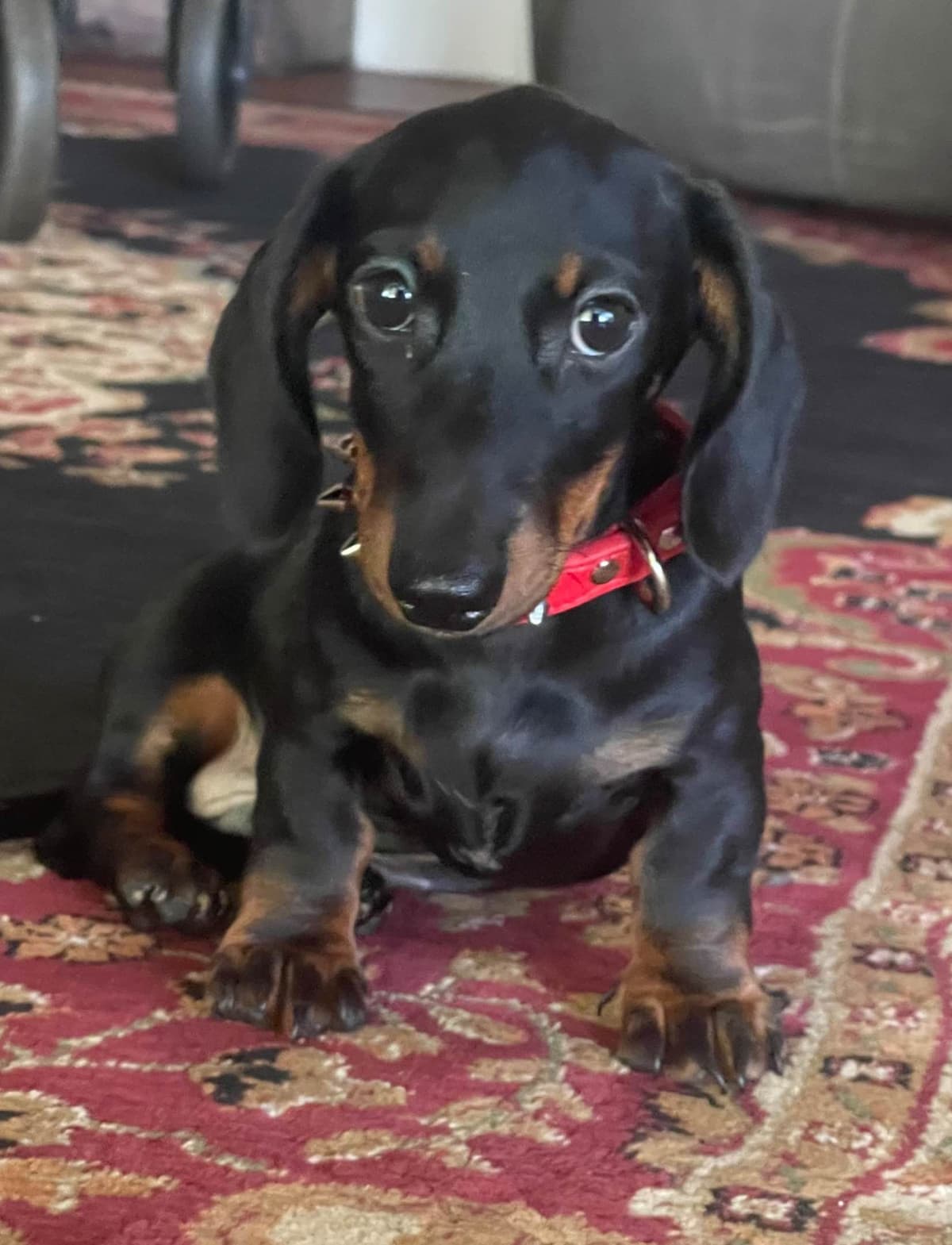 Miniature Dachshund Puppies breeder image 17