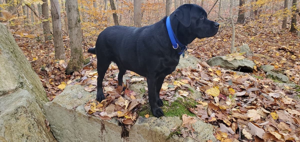 English Labrador Retriever Puppies breeder image 8