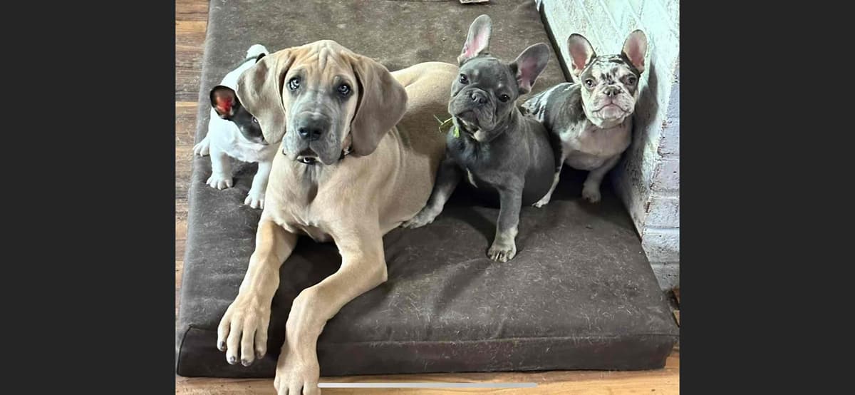 European Great Danes breeder image 1
