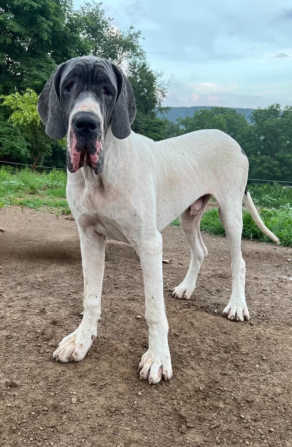 European Great Danes breeder image 17
