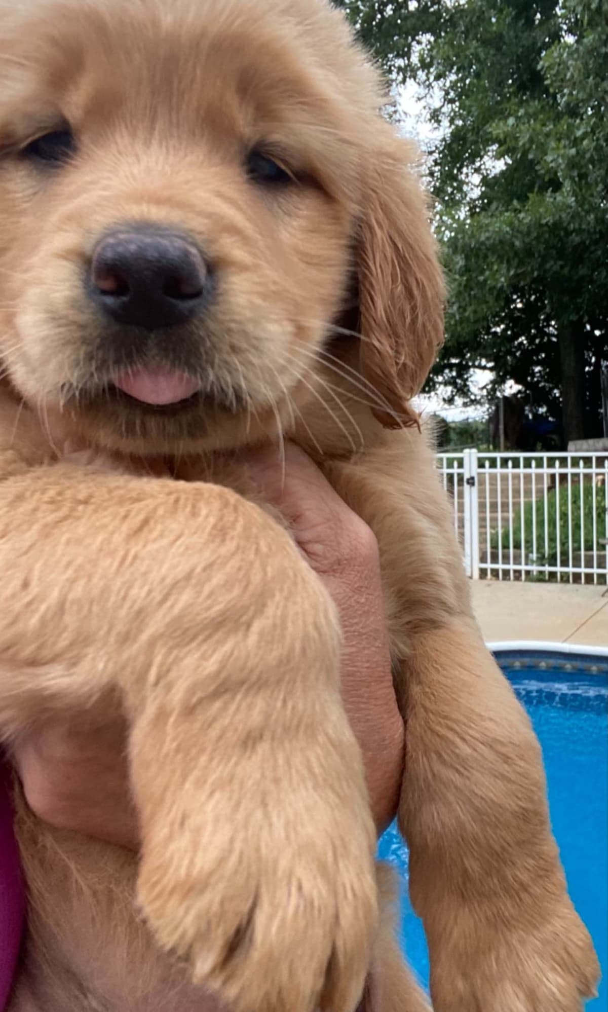Golden Retriever Puppies breeder image 9