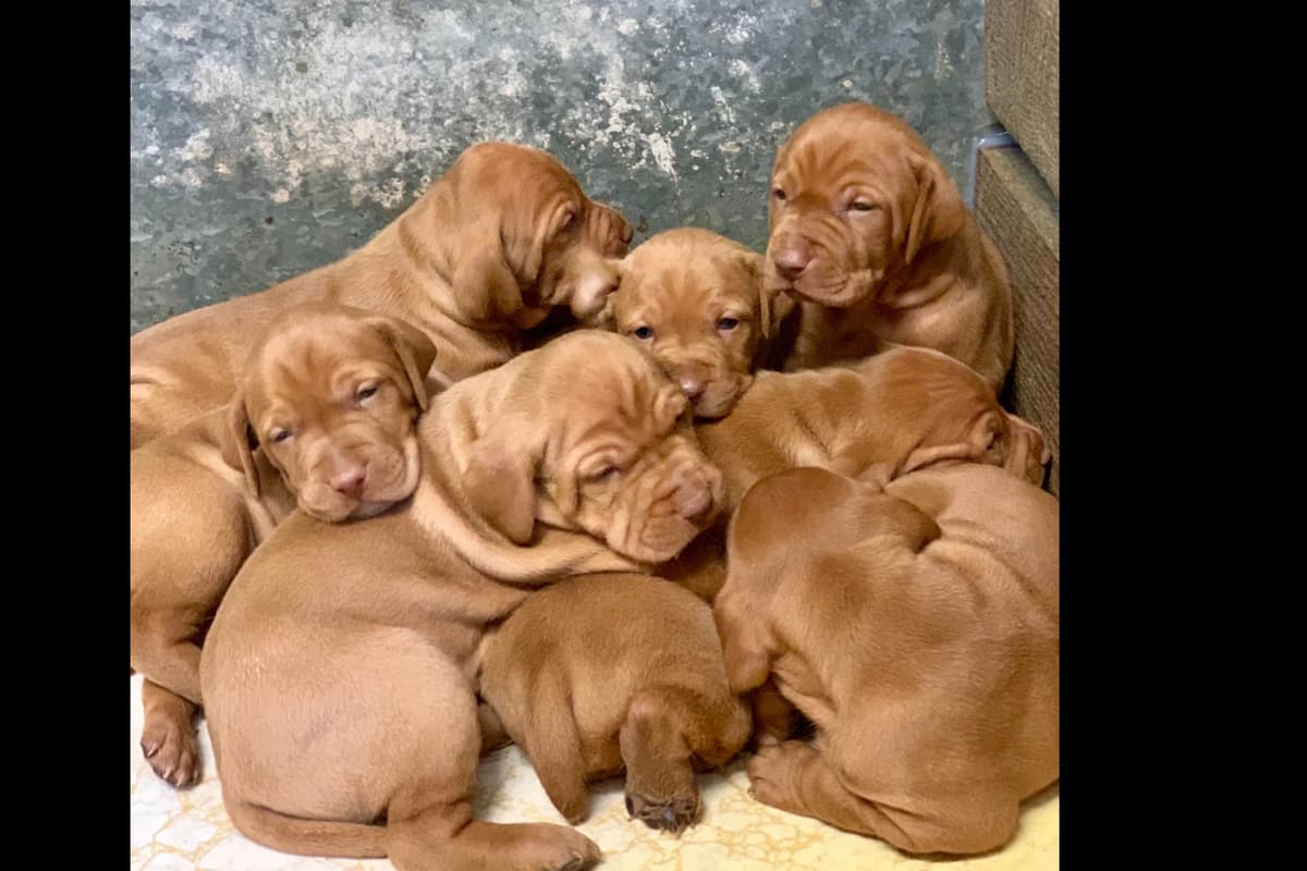 Vizsla Puppies breeder image 40