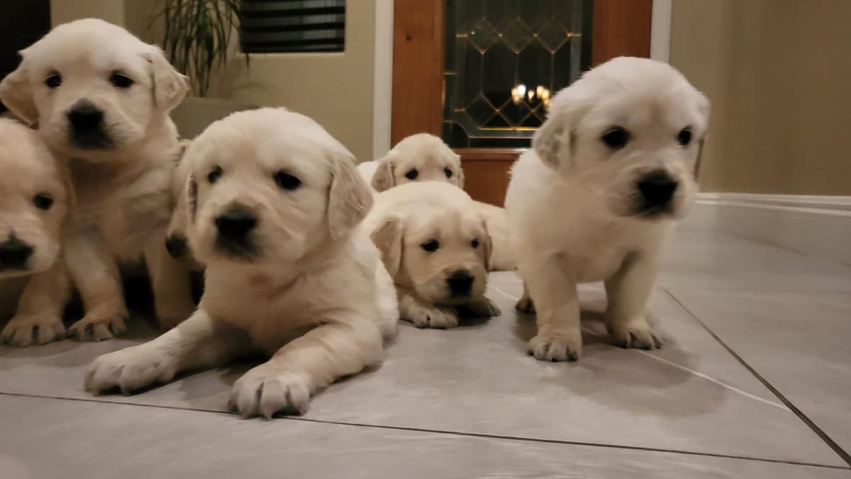 Golden Retriever Puppies breeder image 7