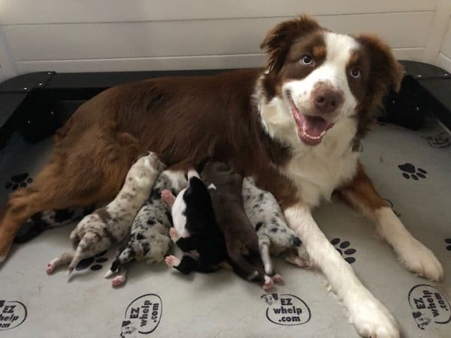 Australian Shepherd Puppies breeder image 3