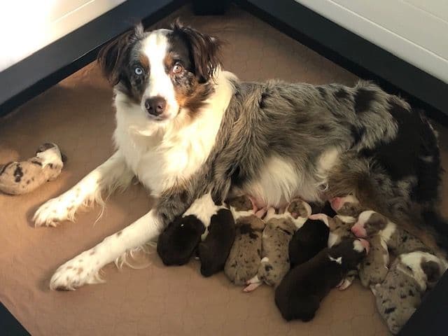 Australian Shepherd Puppies breeder image 4