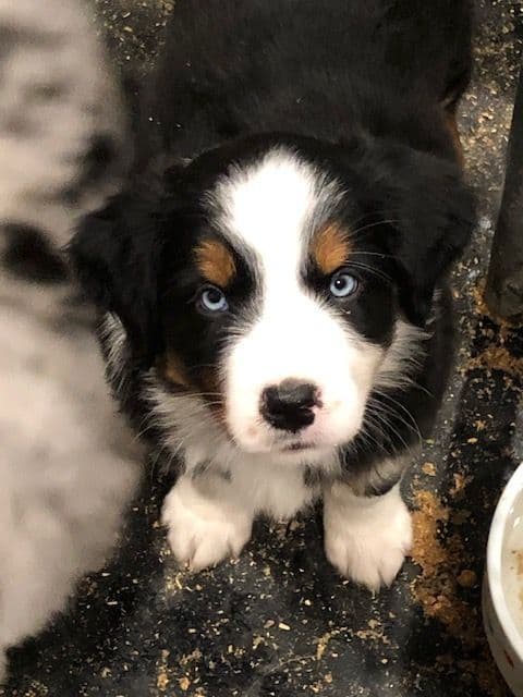 Australian Shepherd Puppies breeder image 7