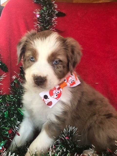 Australian Shepherd Puppies breeder image 10
