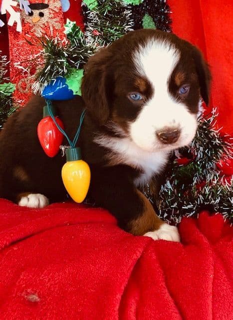 Australian Shepherd Puppies breeder image 12