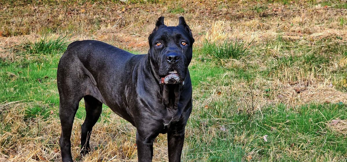 100% Pure and Authentic European Cane Corso Puppies breeder image 26