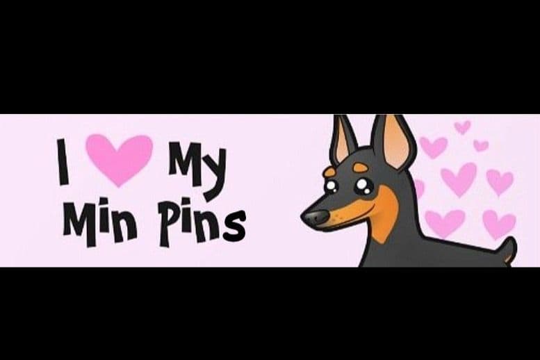 Miniature Pinscher Puppy breeder image 1