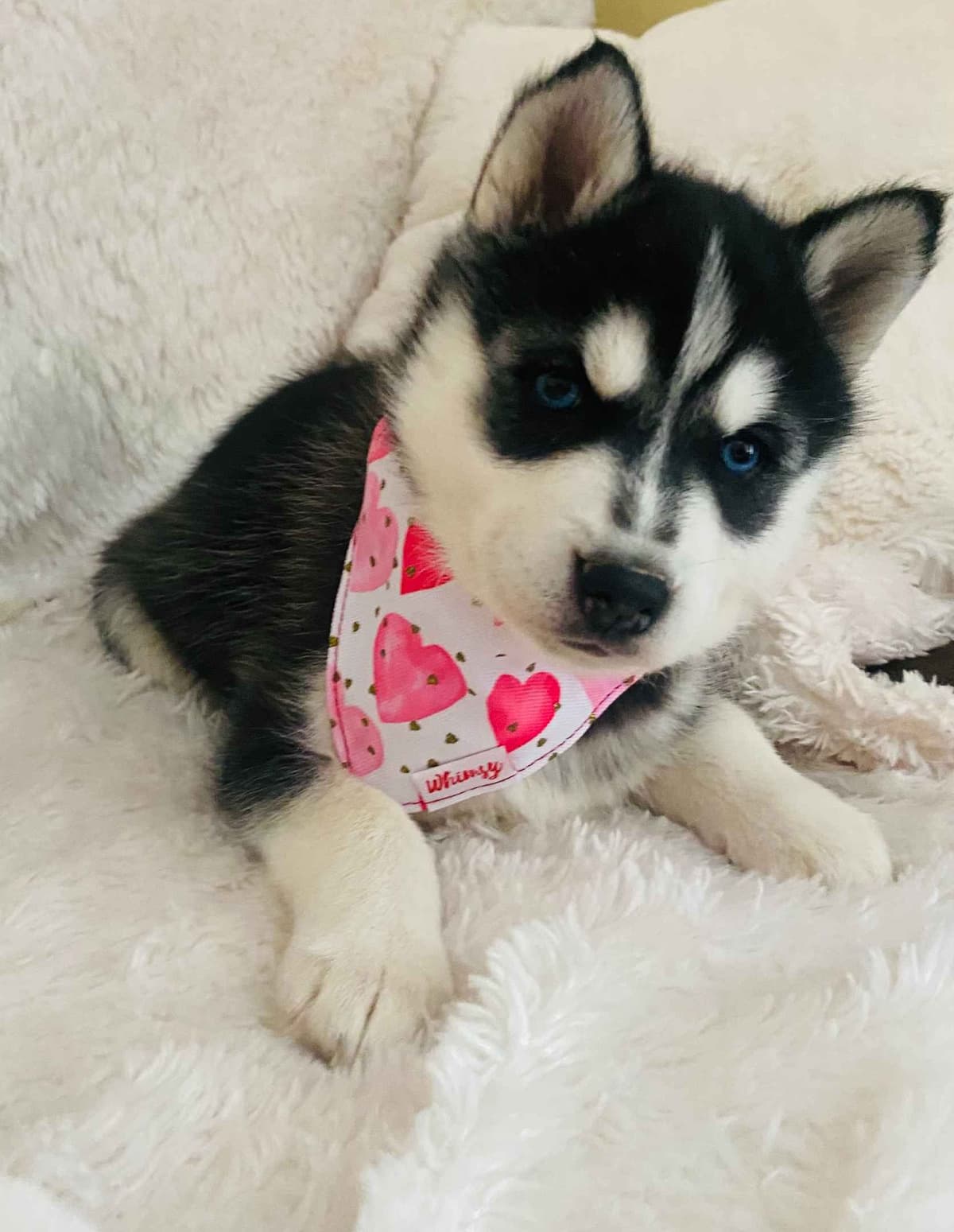 AKC Champion Bloodline Siberian Husky Puppies breeder image 7