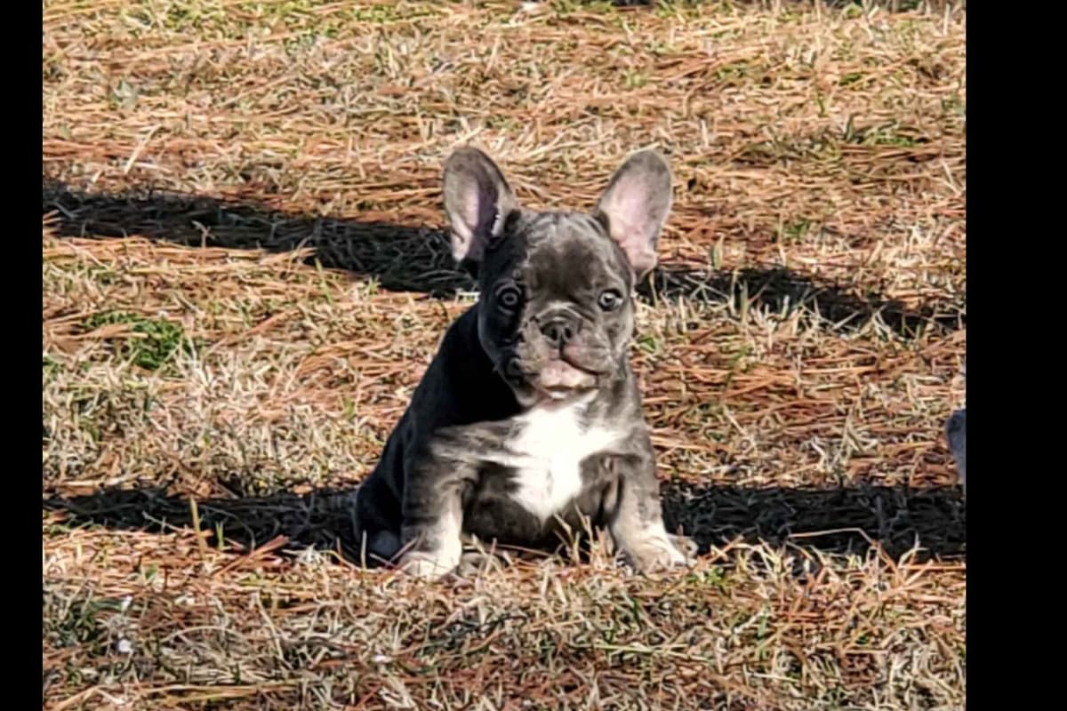 French Bulldog Puppies breeder image 14