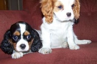 Cavalier King Charles Spaniel Puppies breeder image 8