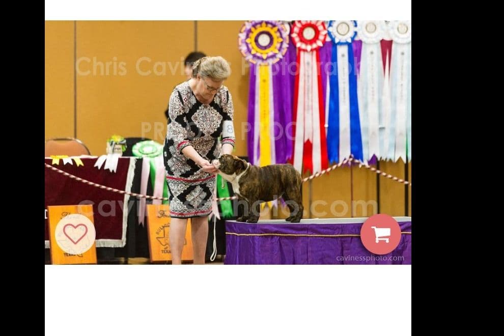 Bulldog Puppies breeder image 3