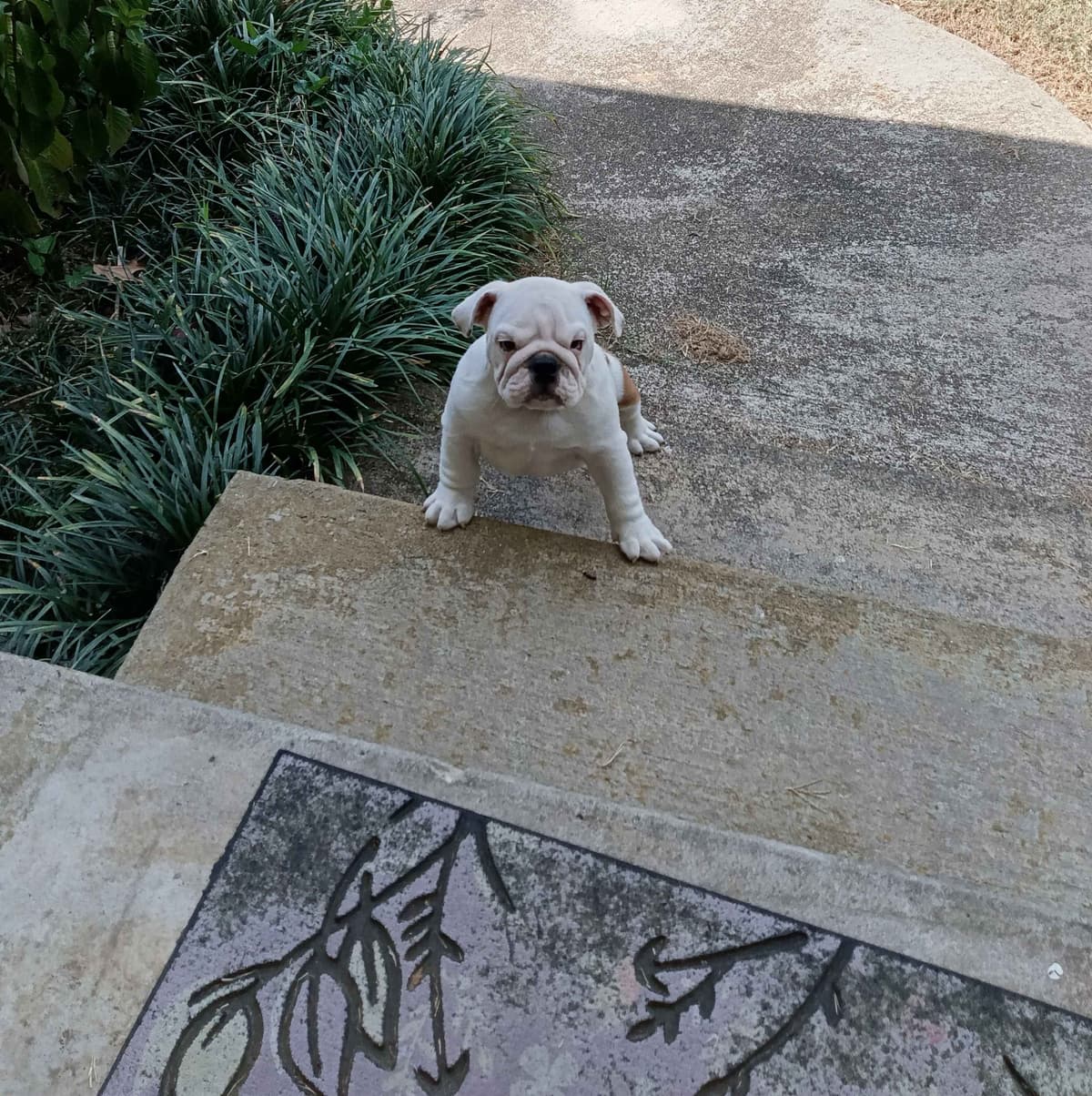 Bulldog Puppies breeder image 11