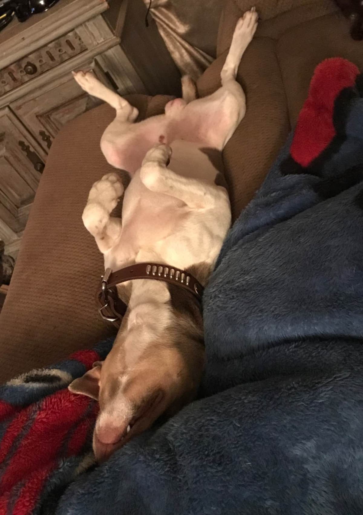 Rat Terrier Puppies breeder image 6