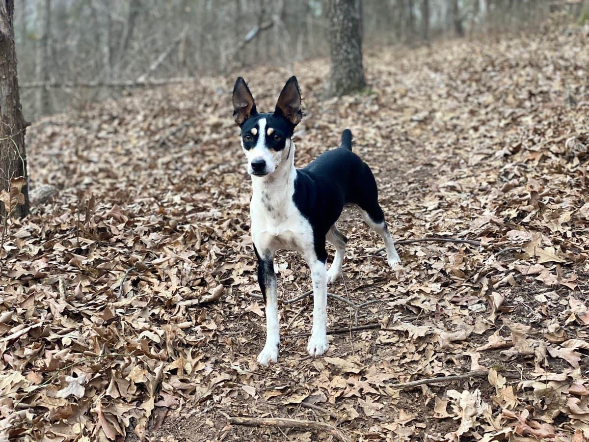 Rat Terrier Puppies breeder image 16