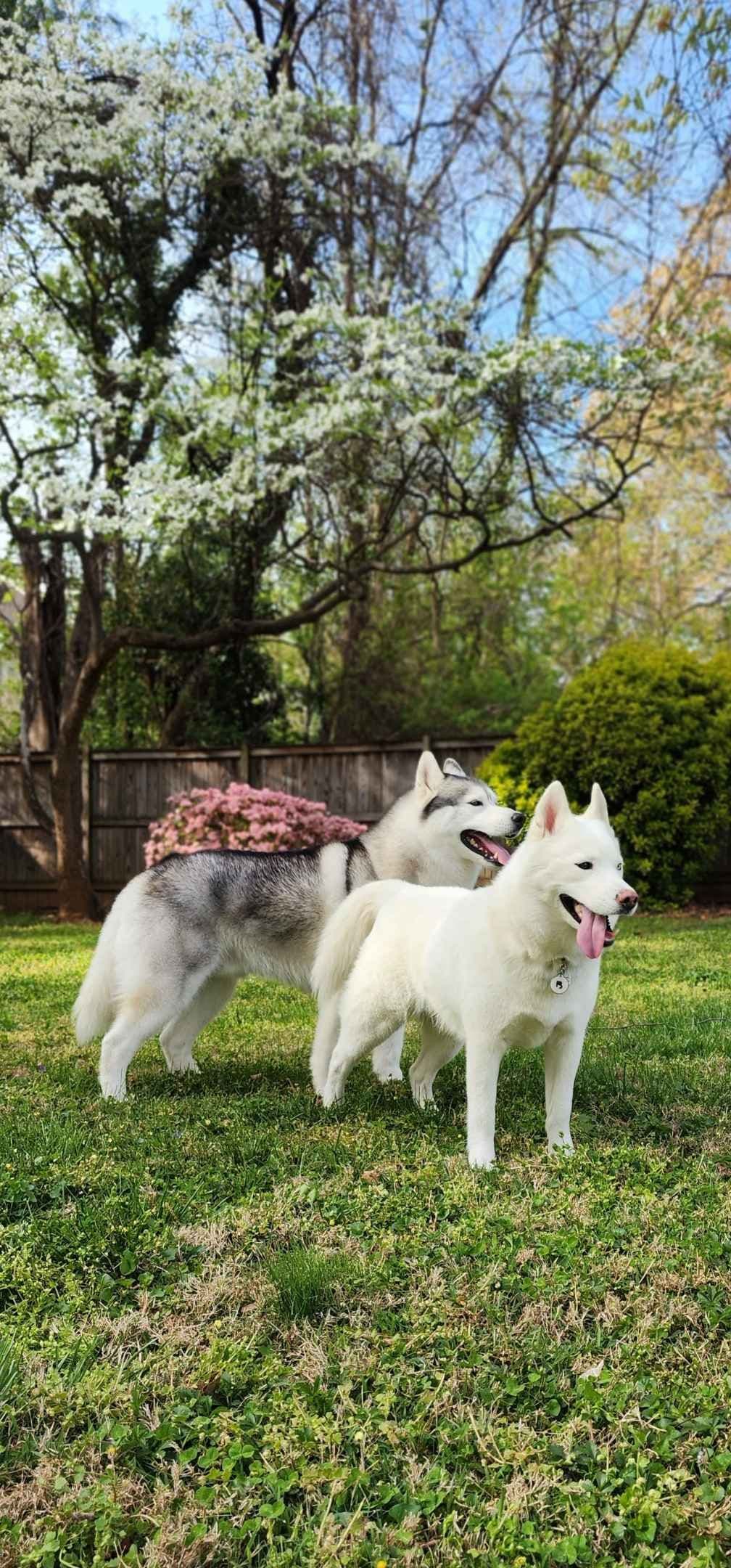 Siberian Husky Puppies breeder image 19