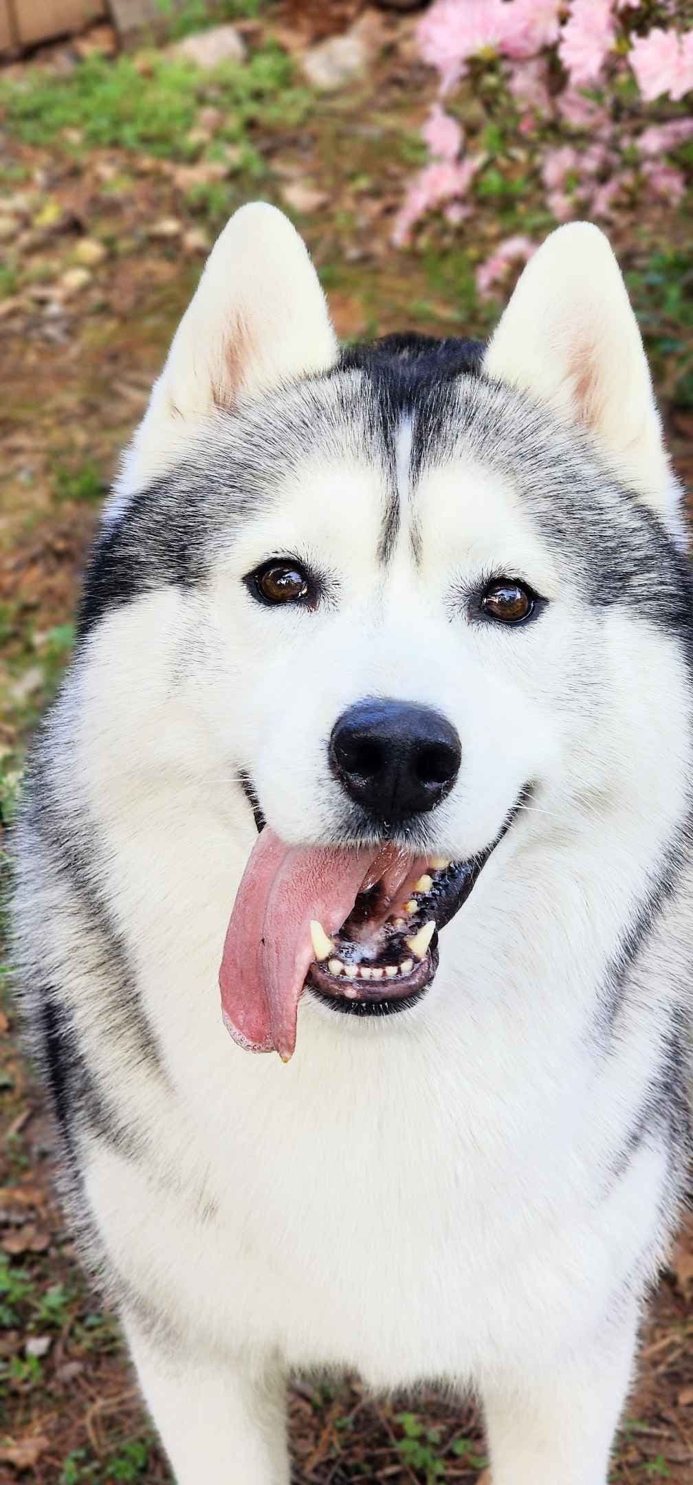 Siberian Husky Puppies breeder image 20