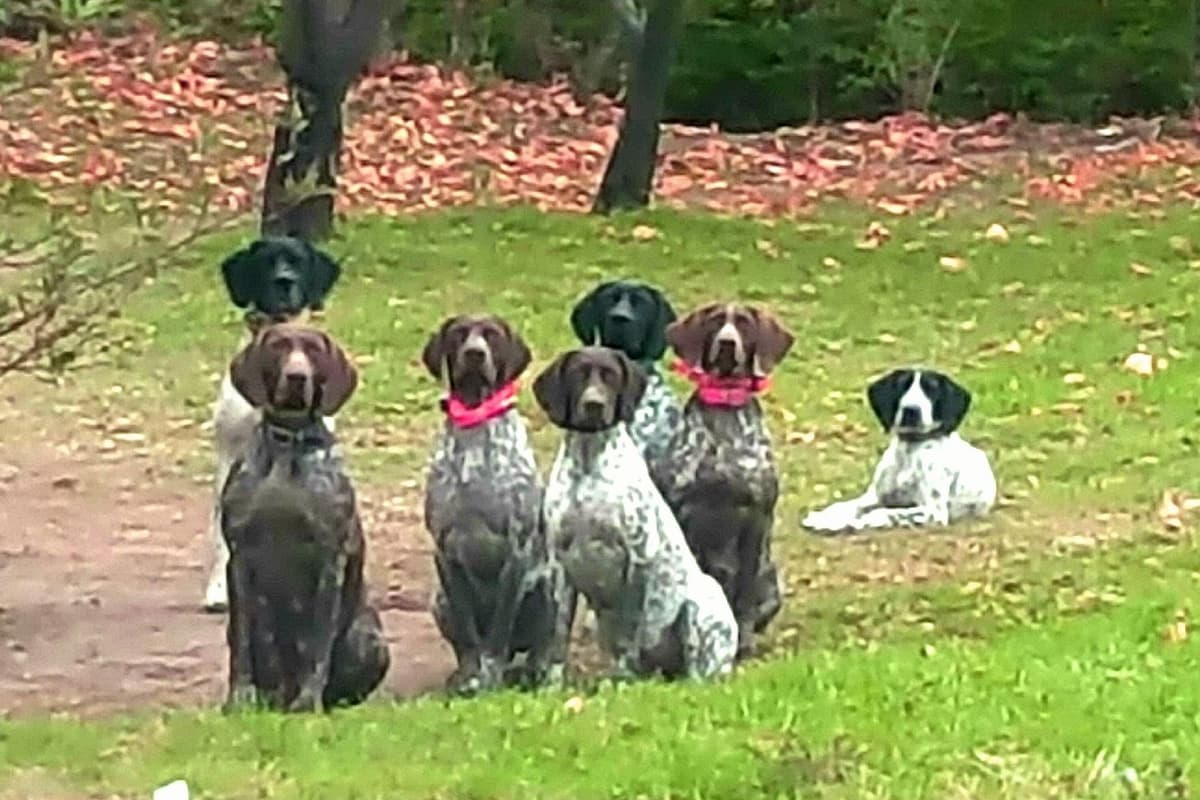 German Shorthaired Pointer Puppies breeder image 3