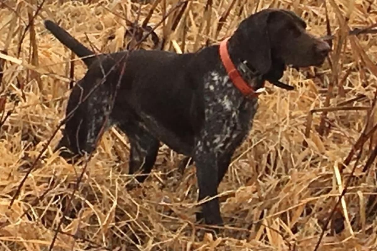 German Shorthaired Pointer Puppies breeder image 10