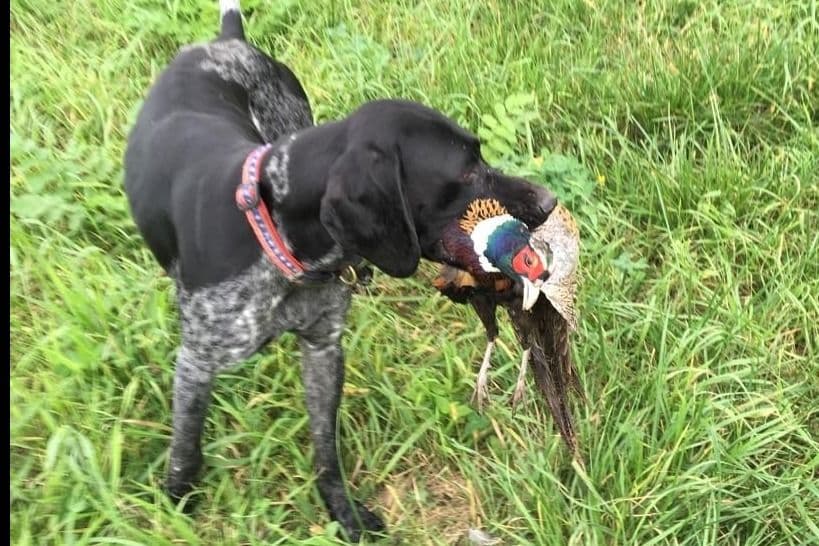 German Shorthaired Pointer Puppies breeder image 11