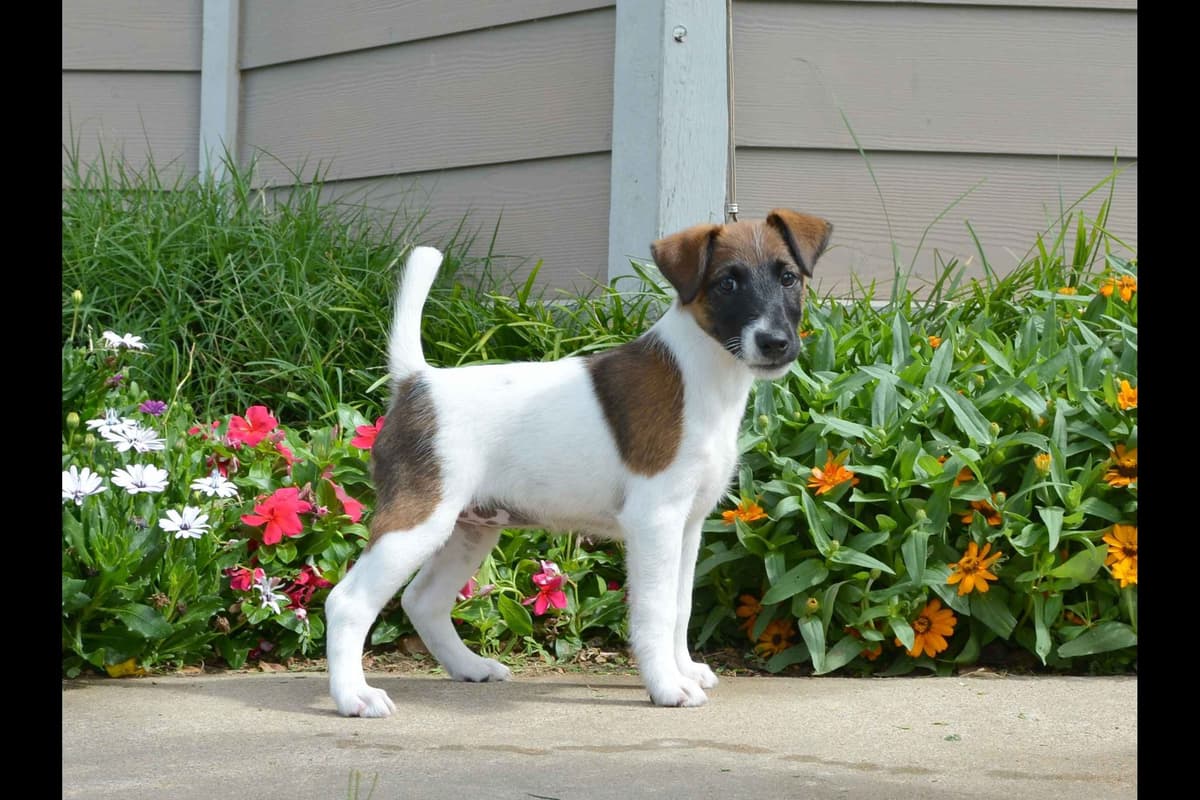 Whippet Puppies breeder image 7
