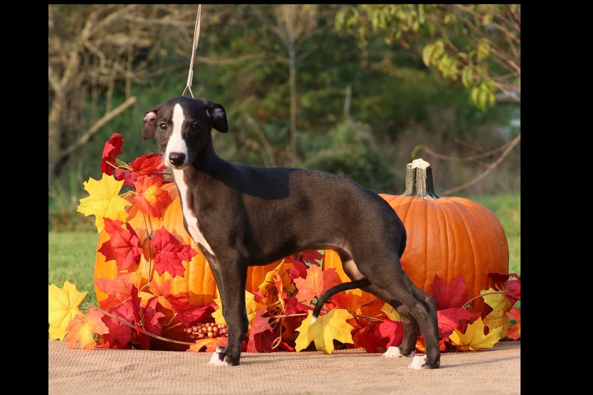 Whippet Puppies breeder image 18