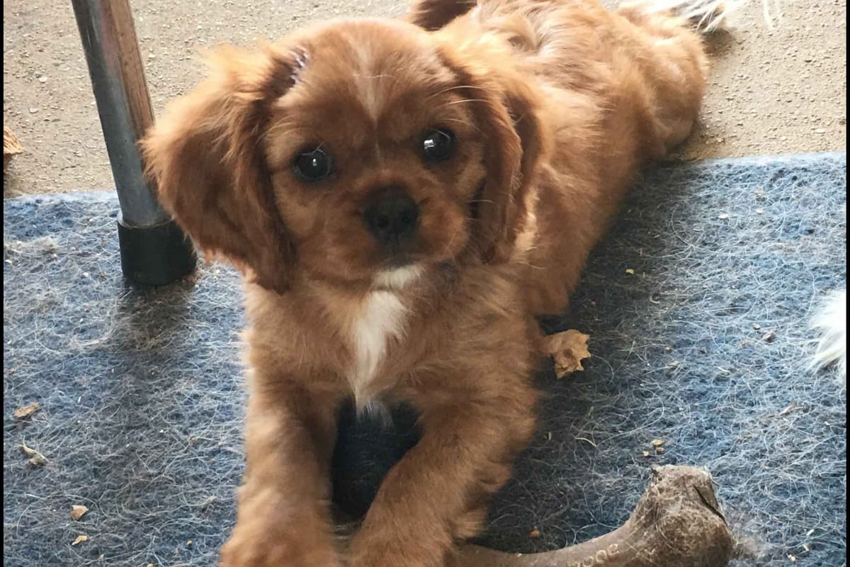 Cavalier King Charles Spaniel Puppies 06.06.2026 breeder image 10