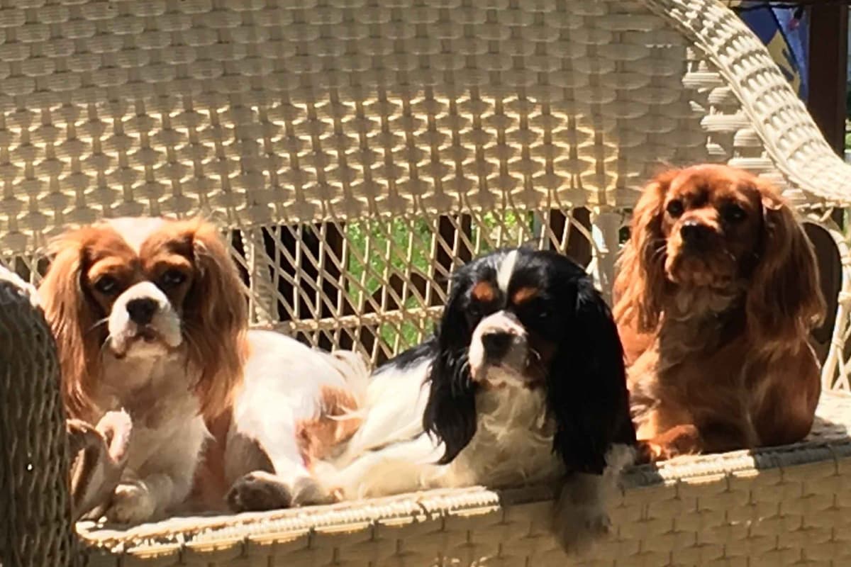 Cavalier King Charles Spaniel Puppies 06.06.2026 breeder image 17