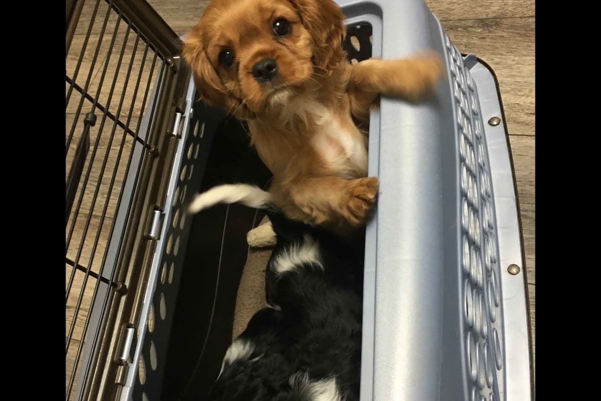 Cavalier King Charles Spaniel Puppies 06.06.2026 breeder image 22