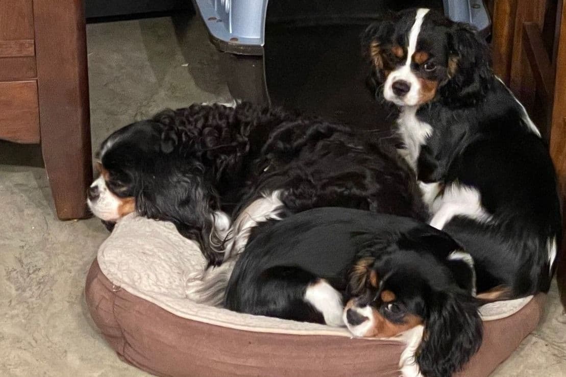 Cavalier King Charles Spaniel Puppies 06.06.2026 breeder image 25