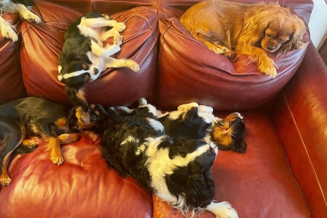 Cavalier King Charles Spaniel Puppies 06.06.2026 breeder image 1
