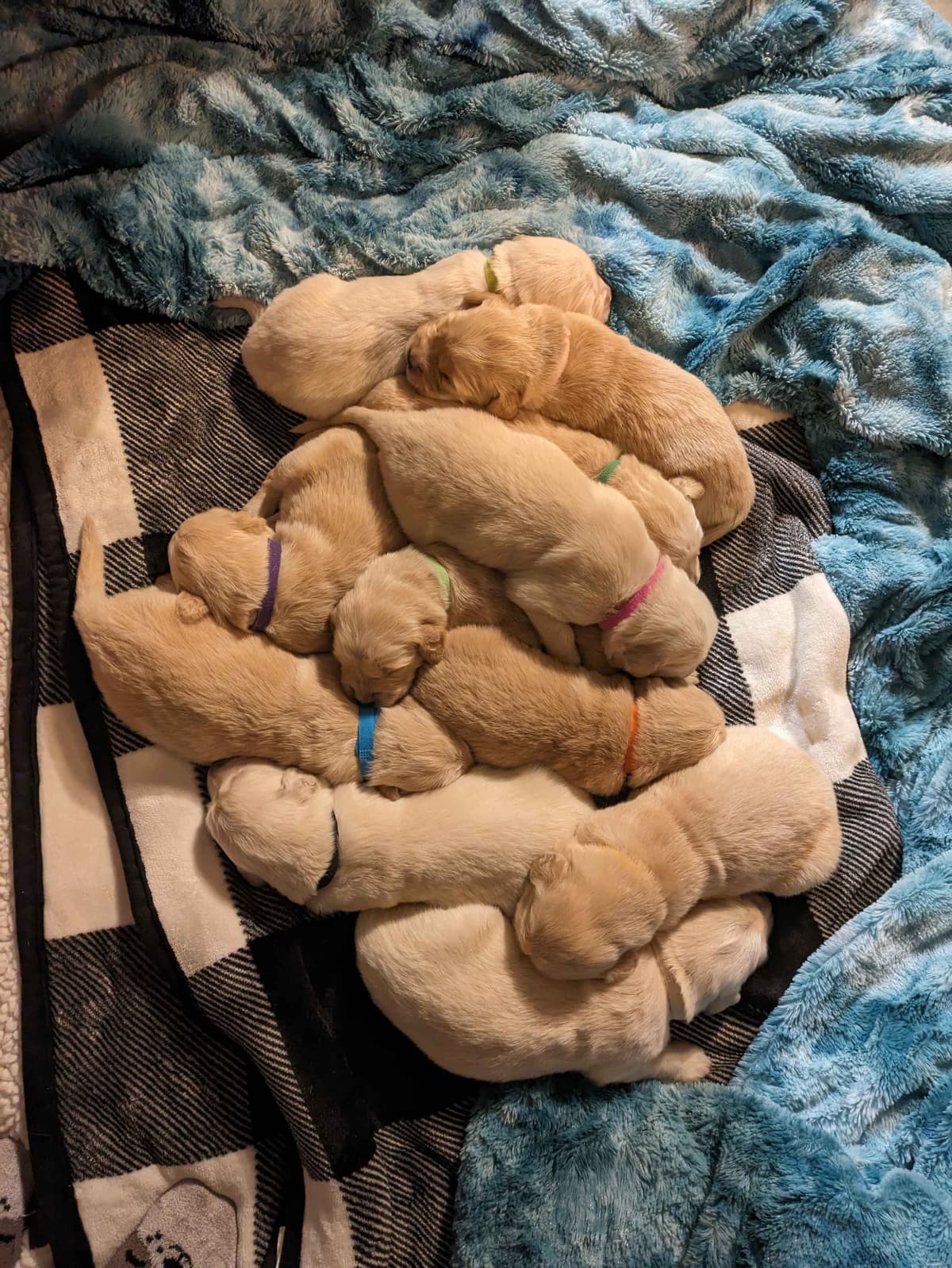 Golden Retriever Puppies breeder image 7