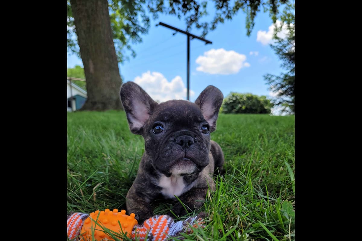Shih Tzu Puppies breeder image 9