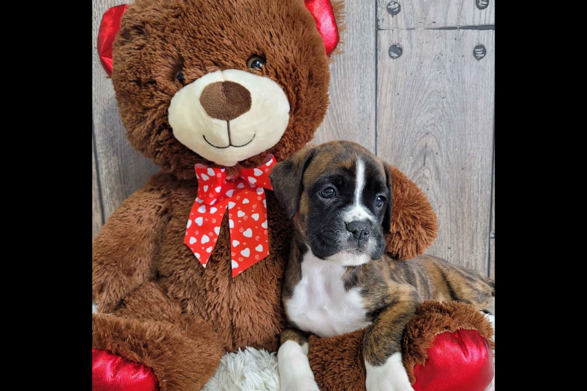 Shih Tzu Puppies breeder image 21