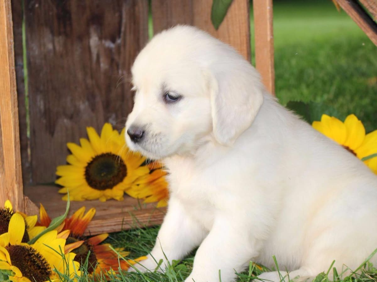 Beagle Puppies breeder image 16