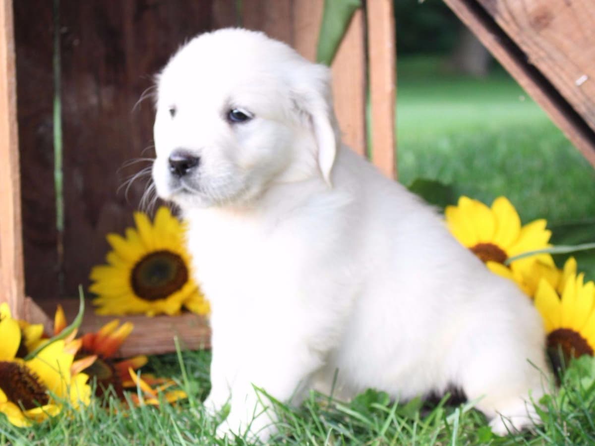 Beagle Puppies breeder image 5
