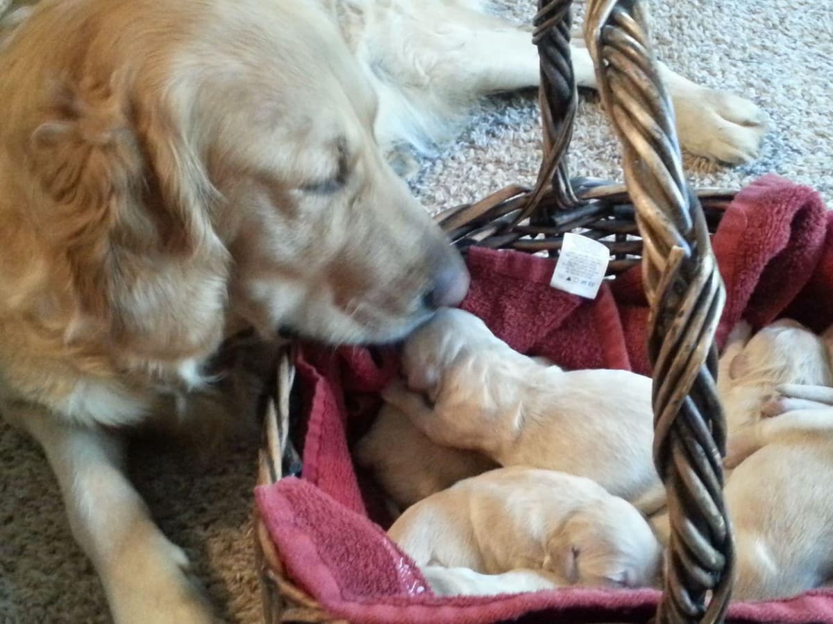 Branchway Forest Golden Retriever Puppies breeder image 49